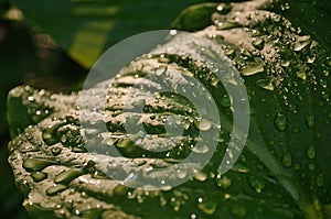 Large green wet leaf with bright raindrops