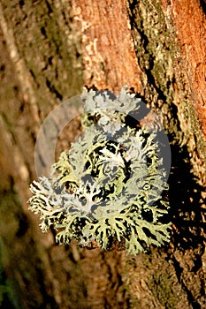 large green and white moss growing on the bark of a tree