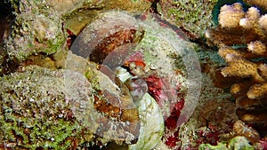 A large green and white reef octopus hiding.