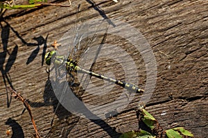 A large green-yellow dragonfly on the ground