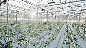 A large greenhouse, a lot of long rows of plants.