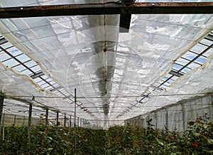 A large greenhouse with many plants growing inside
