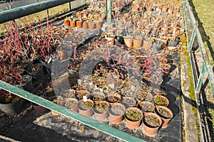 Large greenhouse with many pots and plant seedling. Hothouse nursery for the cultivation of flowers, bushes and veggie.