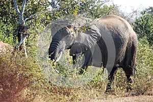 A large grey african elephant just after wading