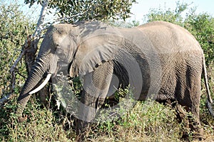 A large grey african elephant just after wading