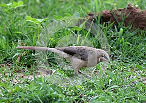 Large grey babbler