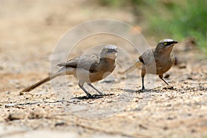 Large grey babbler