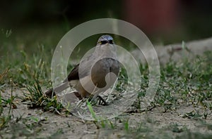 Large Grey Babbler bird life