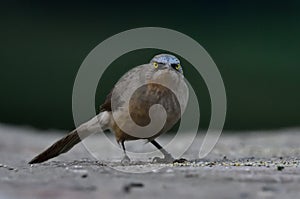 Large Grey Babbler bird life