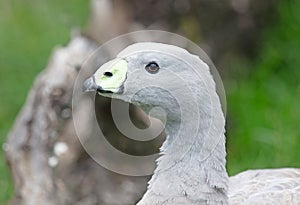 Large grey goose with distinctive green bill