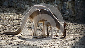 A large grey kangaroo.