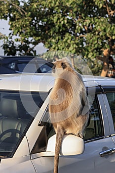 Close up view of a large Grey Langur primate on the car side view mirror photo