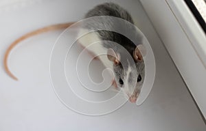 Large grey pet rat  on white background