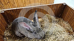 Large Grey Rabbit Foraging in a Straw-Filled Wooden Hutch