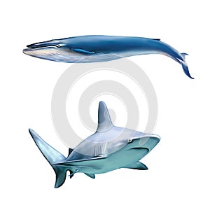 Large grey reef shark and blue wale