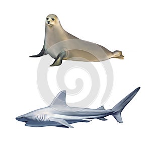 Large grey reef shark, Common seal lying, Phoca