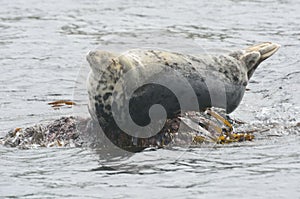 Large grey seal resting on rock