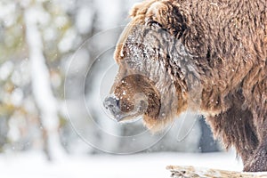 Large grizzly bear closeup in winter in Yellowstone