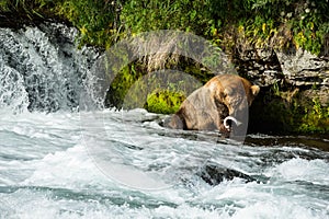 Large grizzly bear eating fish in river