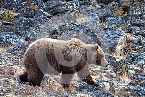 Large Grizzly Bear in the mountain above the Savage River in Denali National Park in Alaska USA