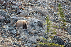 Large Grizzly Bear in the mountain above the Savage River in Denali National Park in Alaska USA