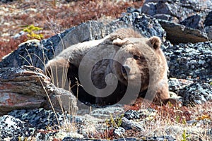 Large Grizzly Bear in the mountain above the Savage River in Denali National Park in Alaska USA