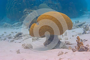 Large Grooved Brain Coral shaped like a mushroom Diploria labyrinthiformis photo