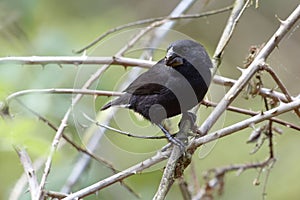 Large Ground Finch - Geospiza magnirostris - Galapagos Islands, Ecuador