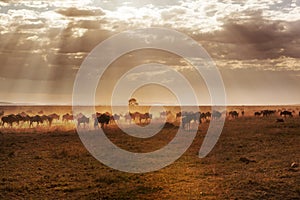 Large group of african buffalos in savanna.
