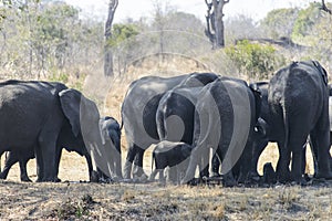 A large group of African elephants