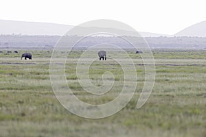 A large group of African elephants walking in the savannas of Kenya