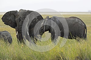 A large group of African elephants walking in the savannas of Kenya