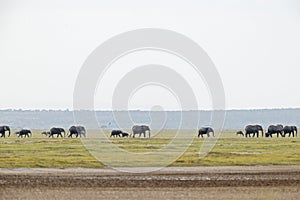 A large group of African elephants walking in the savannas of Kenya