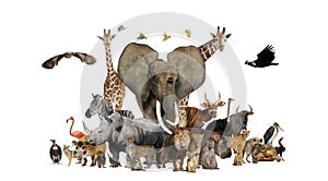 Large group of African fauna, safari wildlife animals together, in a row