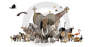 Large group of African fauna, safari wildlife animals together, in a row