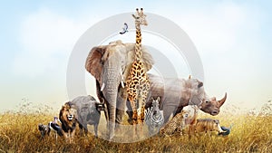 Safari Animals in Africa Composite photo