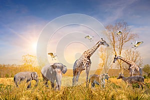 Large group of african safari animals. Wildlife conservation concept