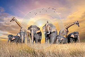 Large group of african safari animals. Wildlife conservation concept