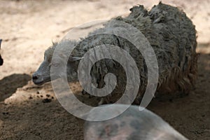 Large group of african safari animals. Wildlife conservation concept