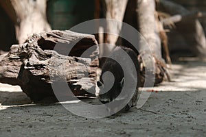 Large group of african safari animals. Wildlife conservation concept