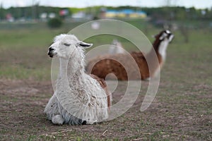 Large group of african safari animals. Wildlife conservation concept