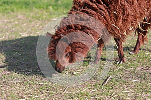 Large group of african safari animals. Wildlife conservation concept