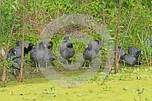 A large Group of American Coots on the Shore of a Marsh