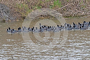 A Large Group of American Coots in a Wildlife Refuge