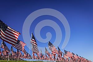 A large group of American flags. Veterans or Memorial day display