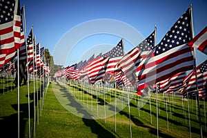 A large group of American flags. Veterans or Memorial day display