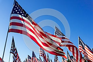 A large group of American flags. Veterans or Memorial day display