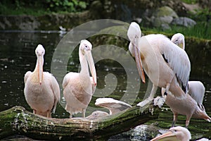 Large Group of American White Pelicans Preening at the Water