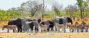 Large group of animals including elephants and zebras around a waterhole in Hwange National Park