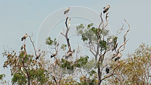 Large group of Asian Openbill Storks